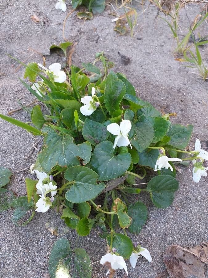 Viola bianca 15