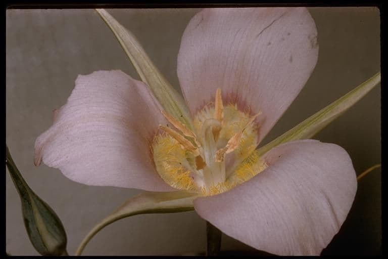 Calochortus macrocarpus 12