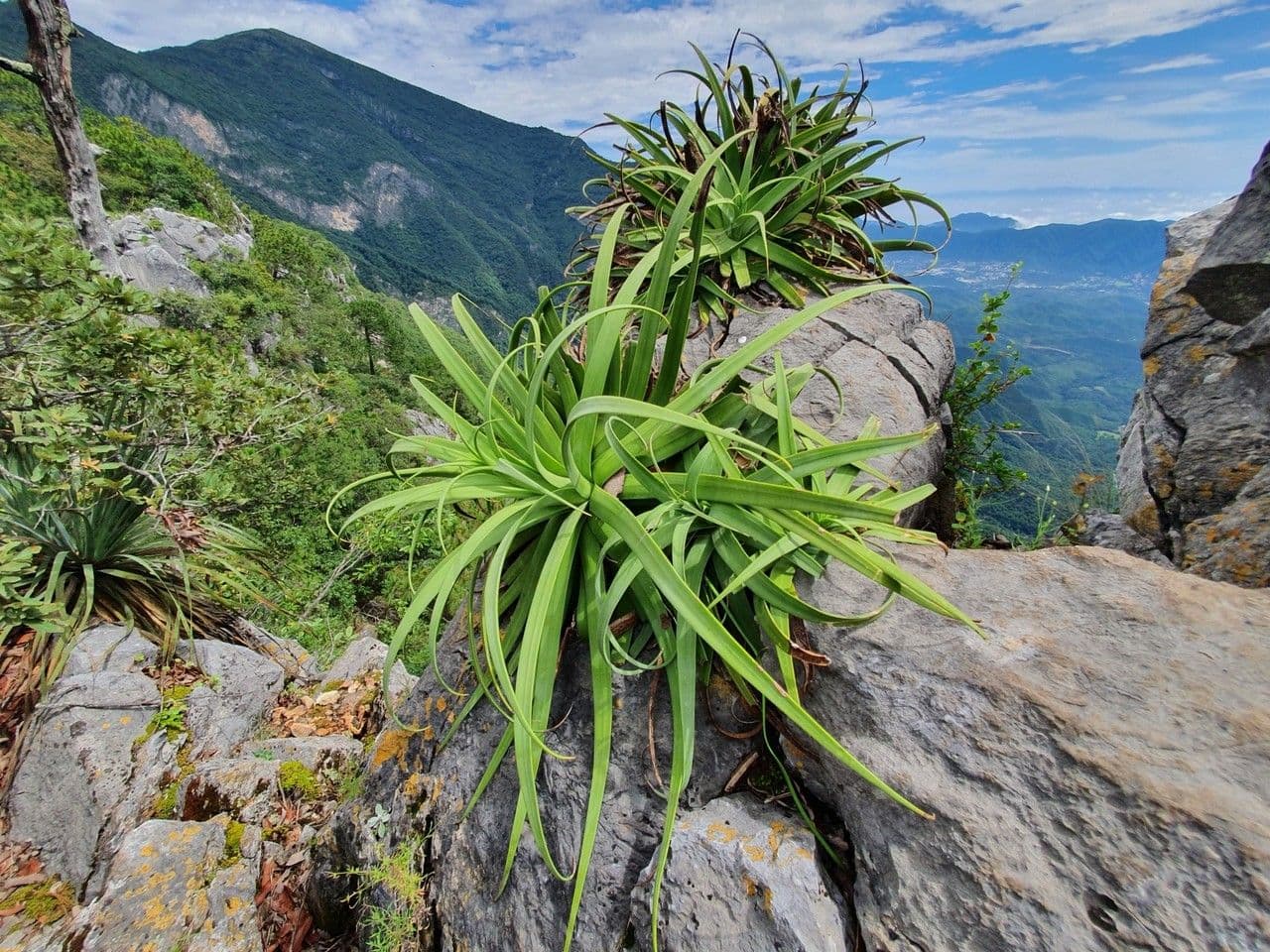 Agave 5