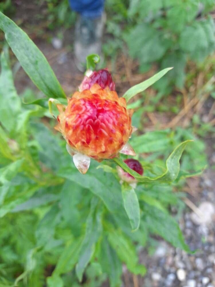 Xerochrysum 28