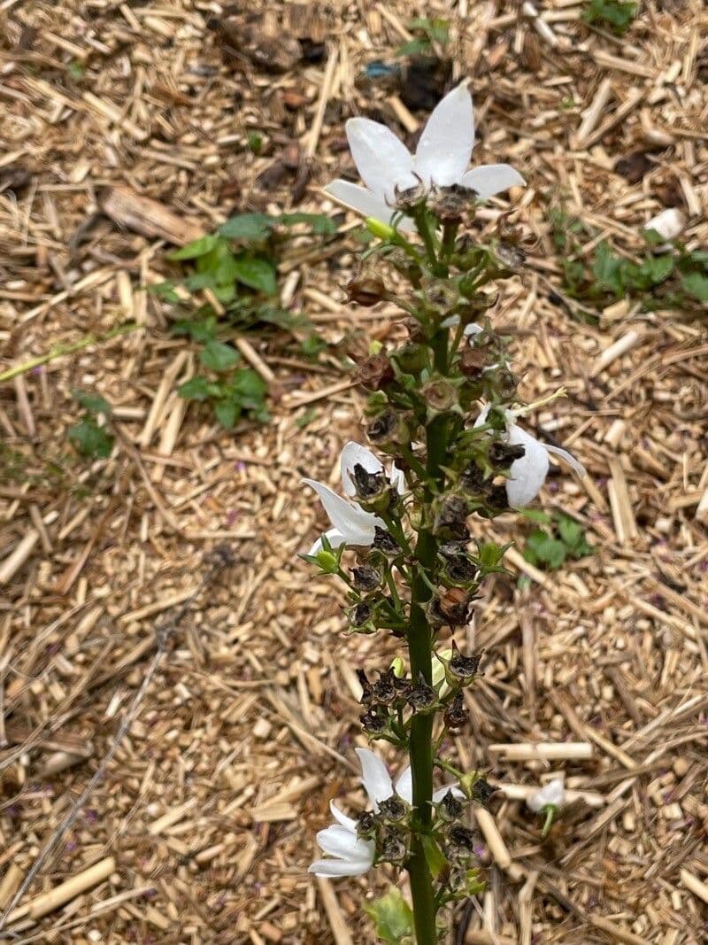 Campanula 7