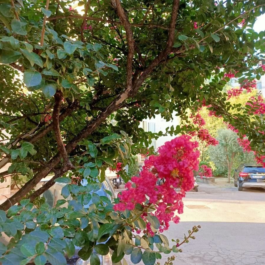 Lagerstroemia 4