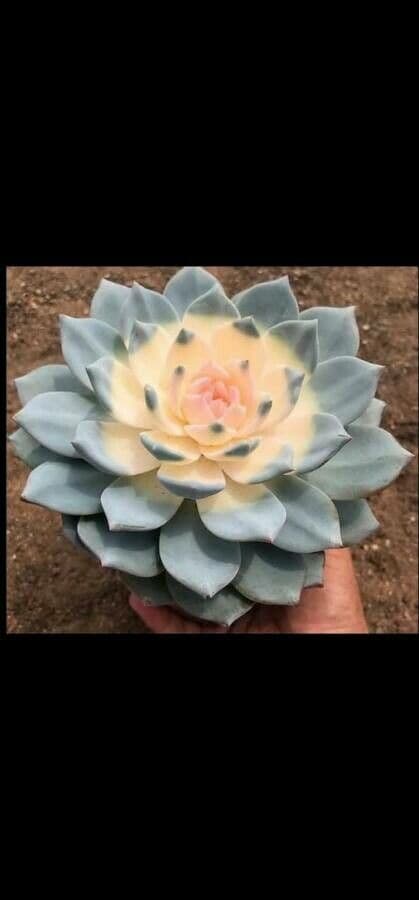 Echeveria 5