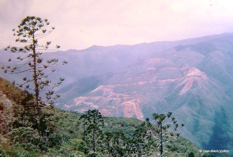 Araucaria 4