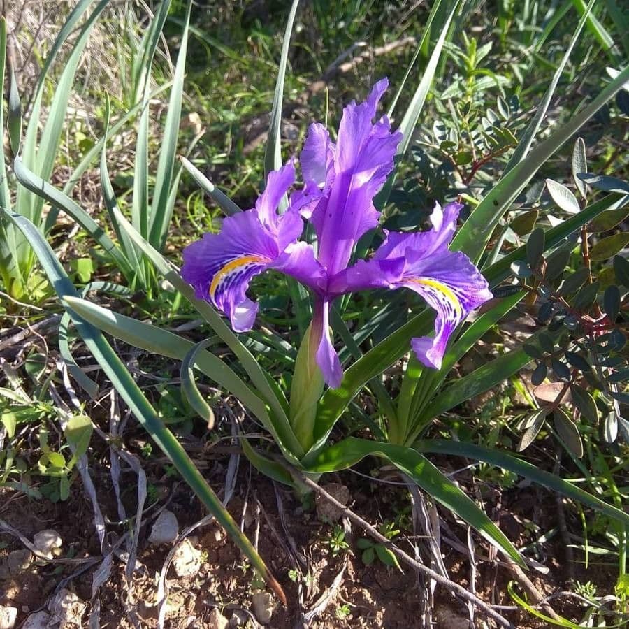 Iris xiphium 15