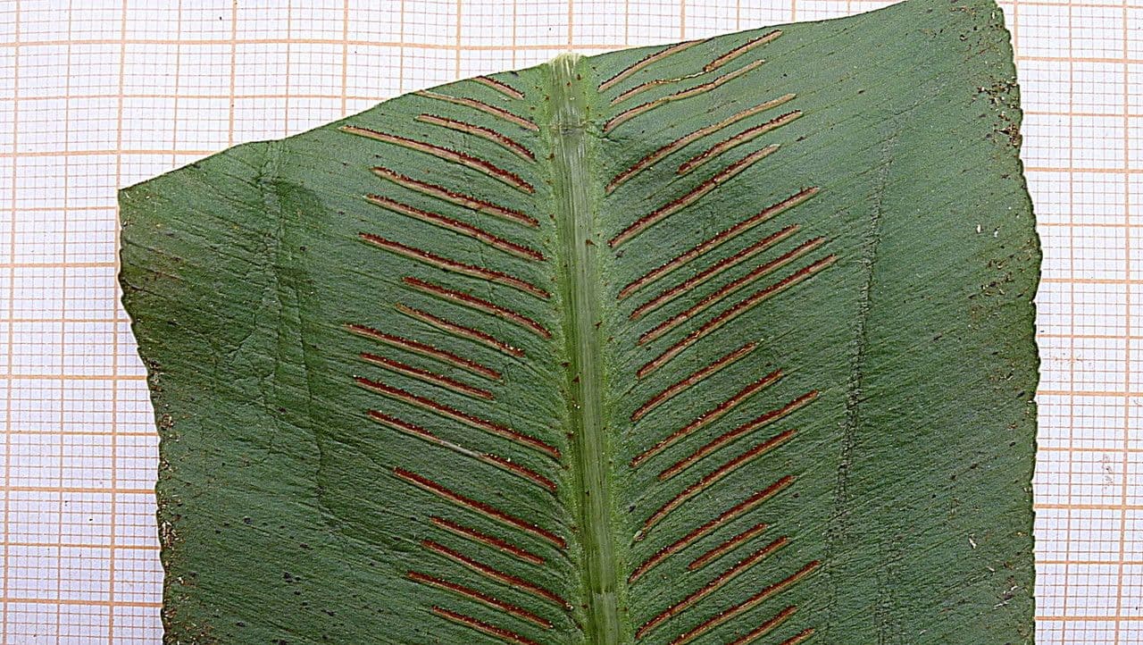 Asplenium serratum 2