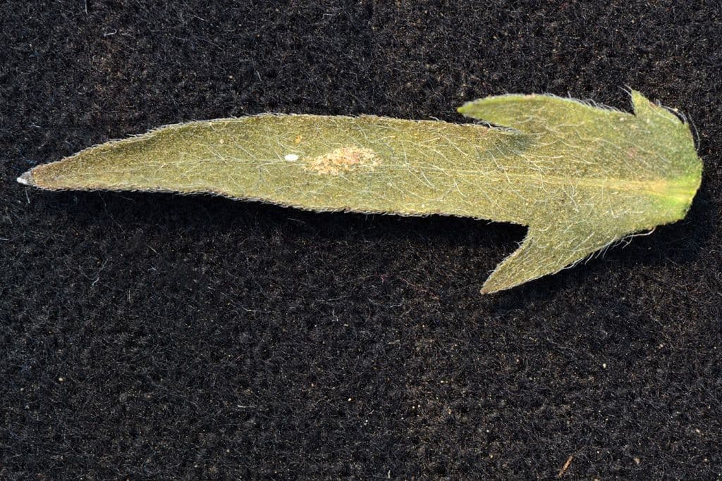 Ambrosie 18