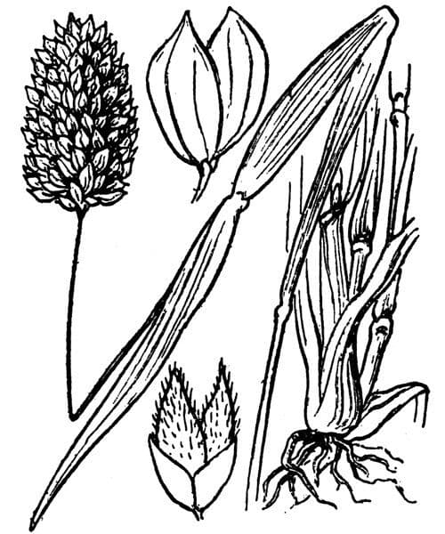Scagliola 29