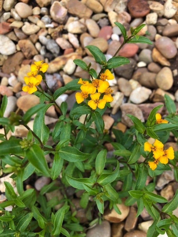 Tagetes 9