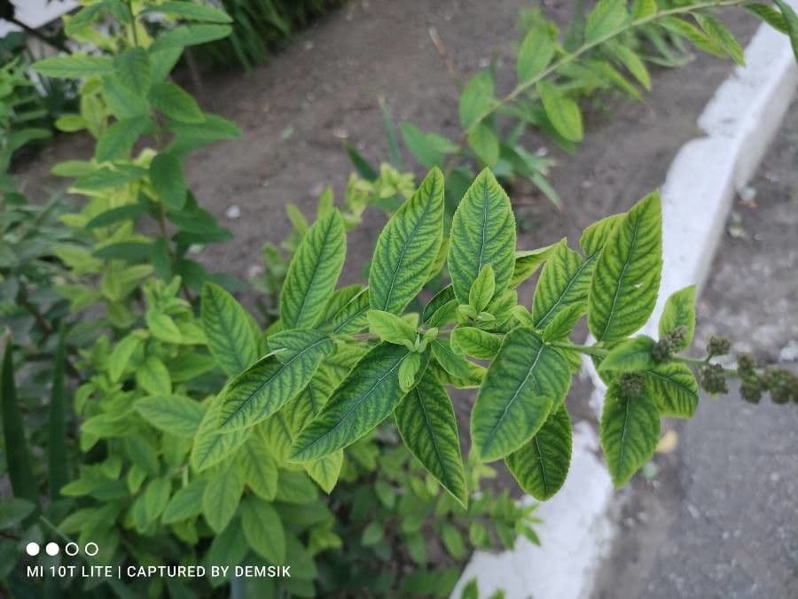 Spiraea di Douglas 17