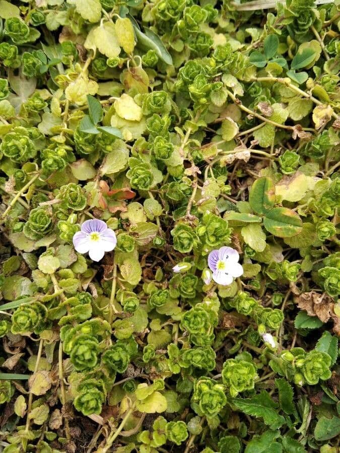 Veronica filiforme 18