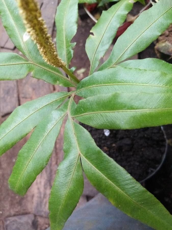 Helminthostachys 7