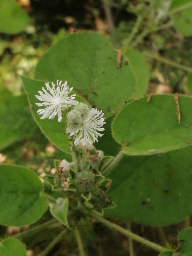 Wimperndrüsen-Croton 3