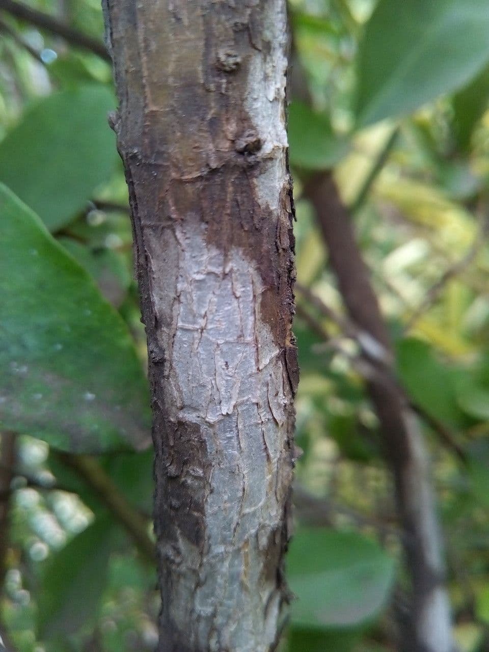 Manaca 25