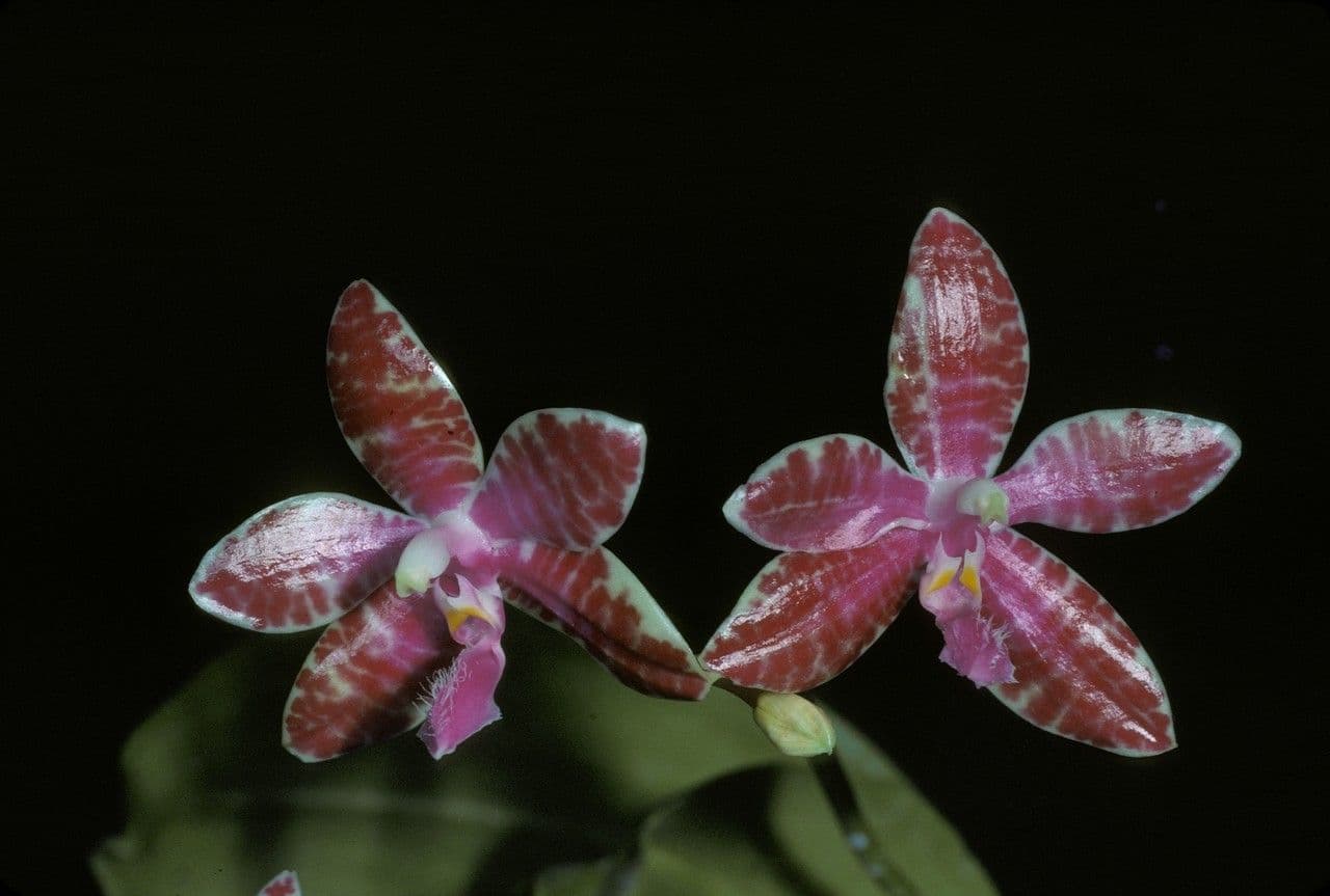 Phalaenopsis di Lueddemann 3