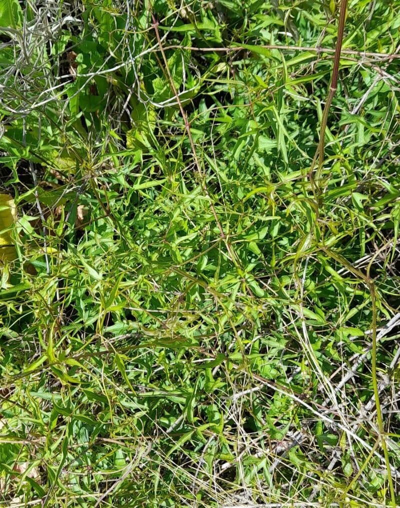 Clematis campestris 8
