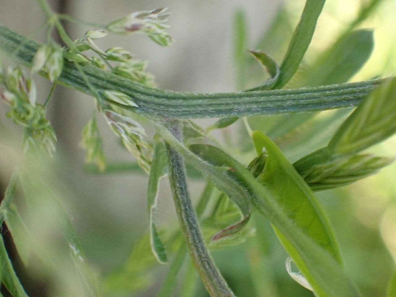 Veccia pelosa 23