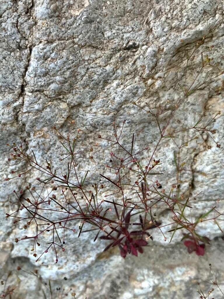 Rubiacea 9