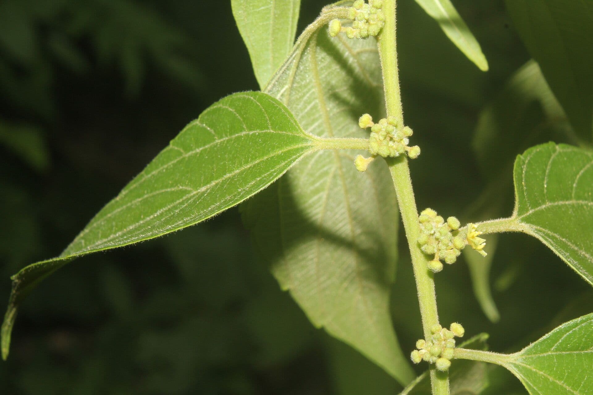 Colubrina 7