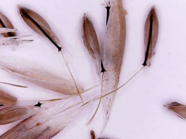 Corynephorus divaricatus
