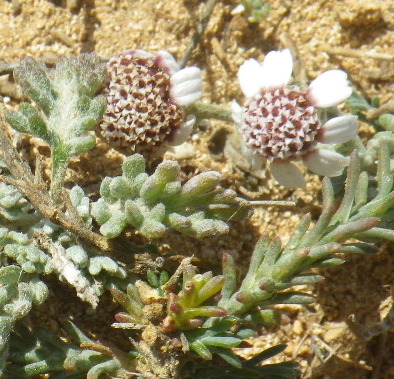Camomilla 5