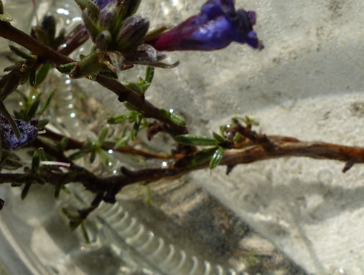Erba perla arbustiva 21