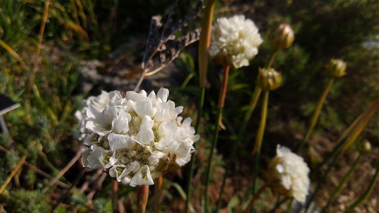 Arpenterre 2