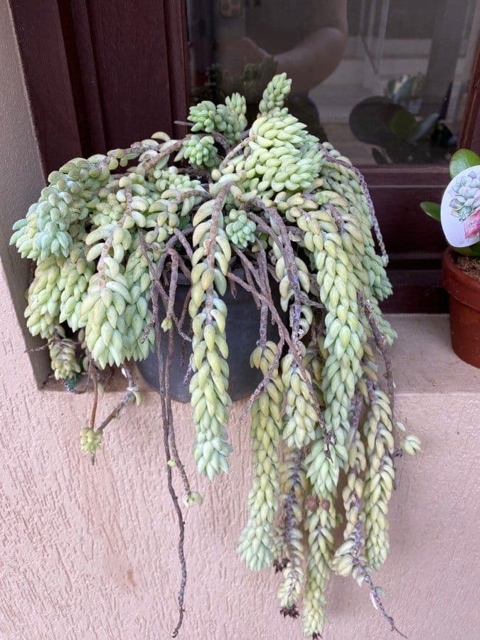 Borracina 11