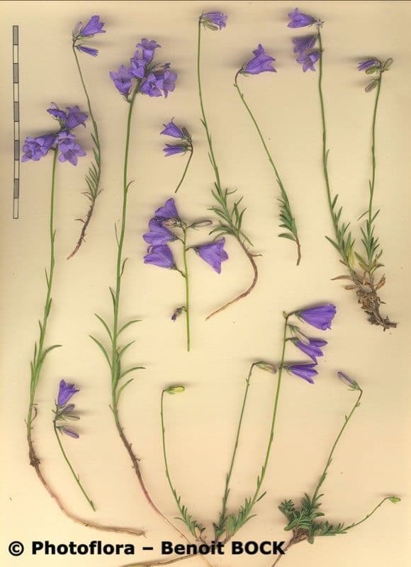 Campanula 19