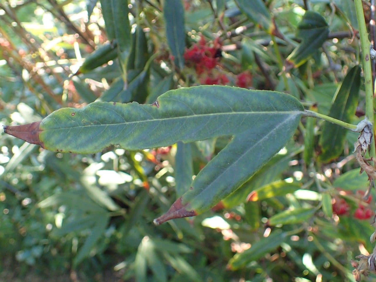 Rovo 9