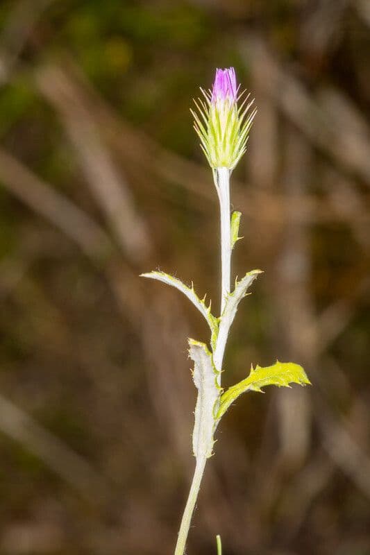 Distel 6