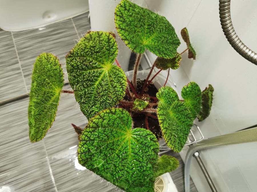 Begonia