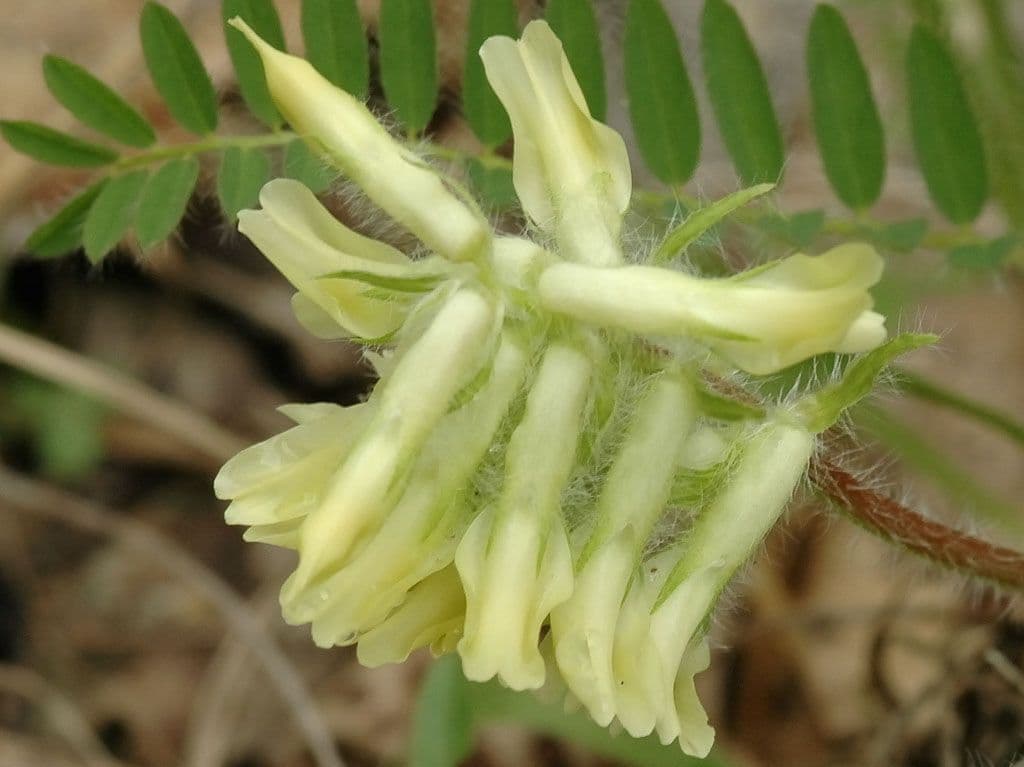 Astragalo 2