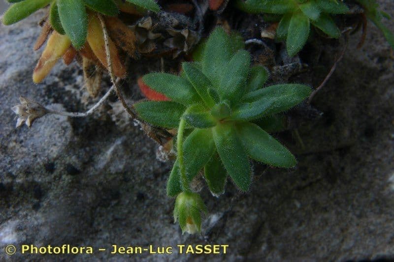 Androsace cilindrica 3
