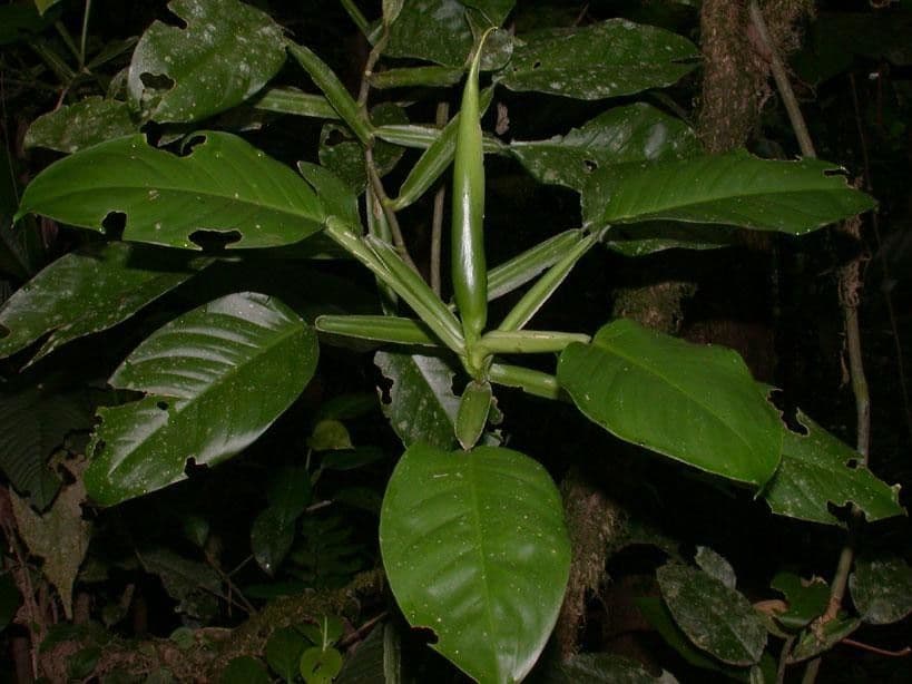 Filodendro 18