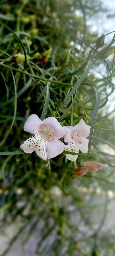 Eremophila