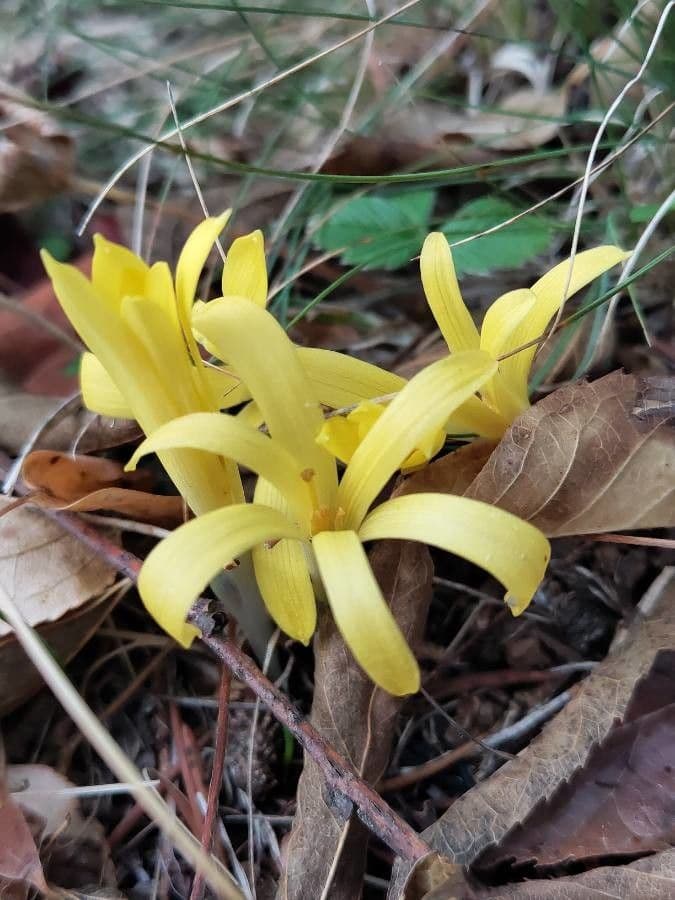 Sternbergia colchiciflora 3