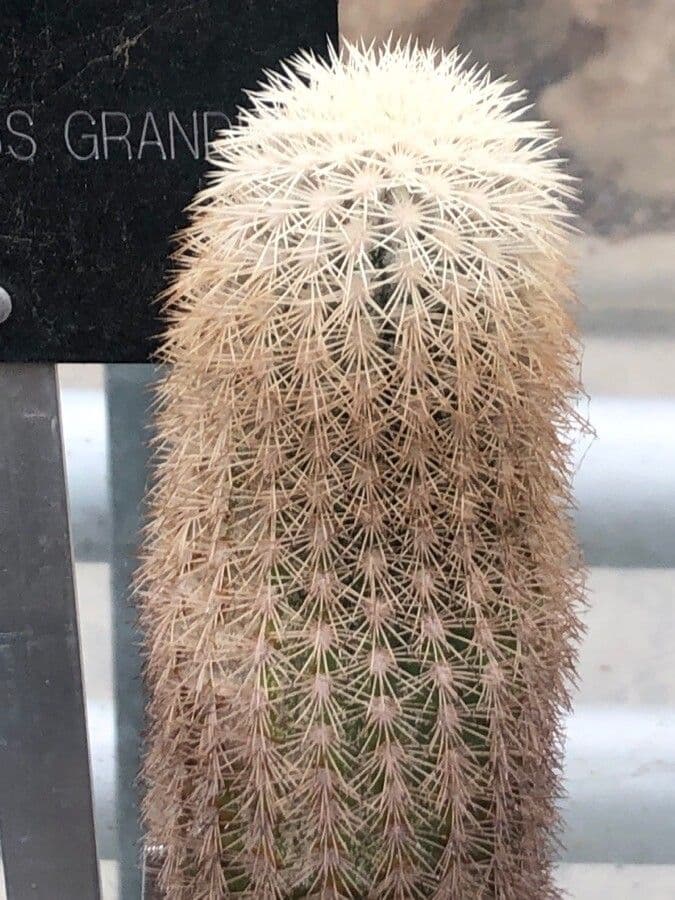 Cactus 2