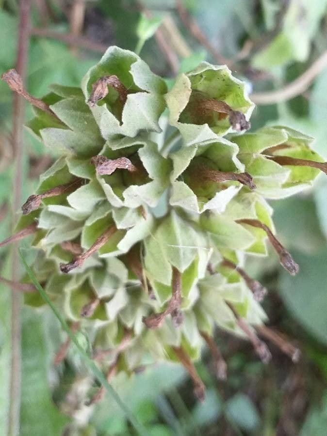 Primavera 3