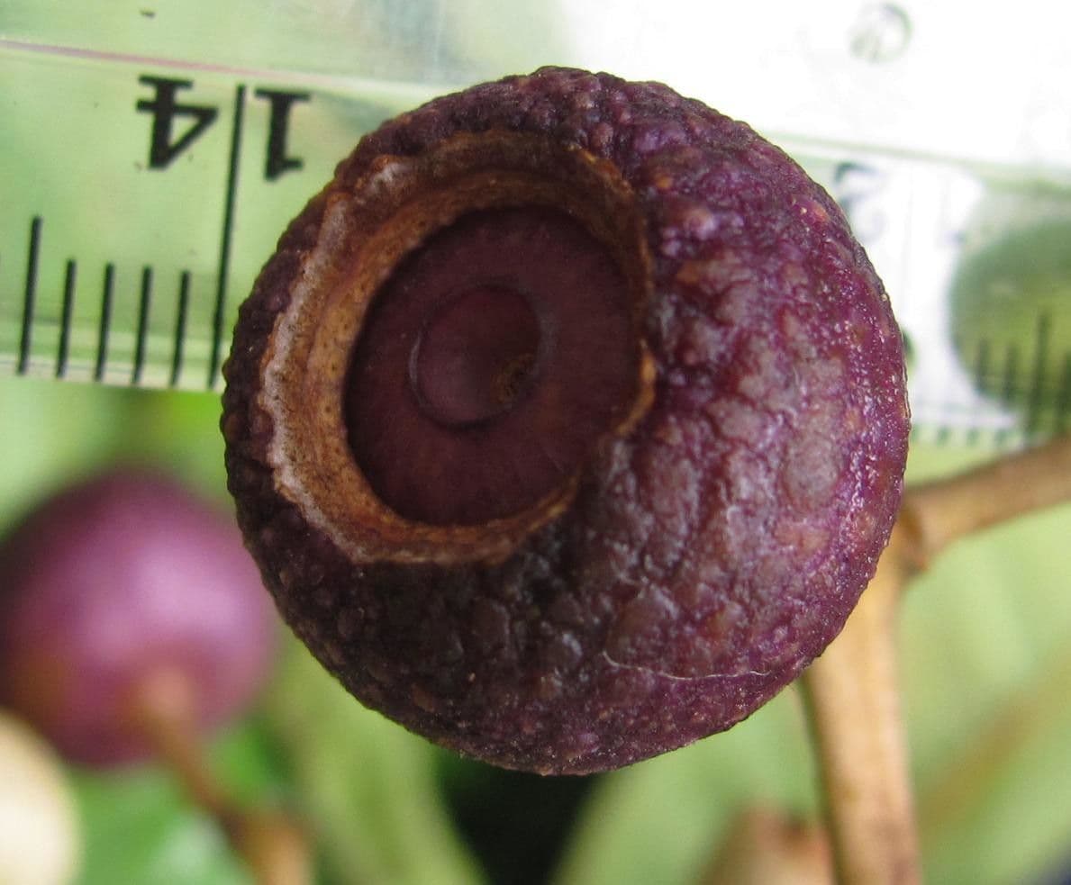 Miconia 13