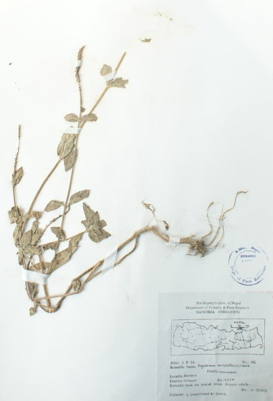 Pogostemon 3