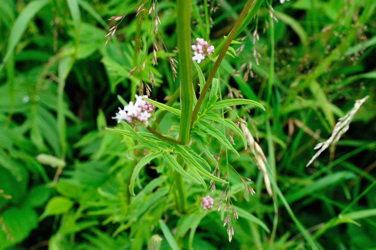 Valeriana comune 26