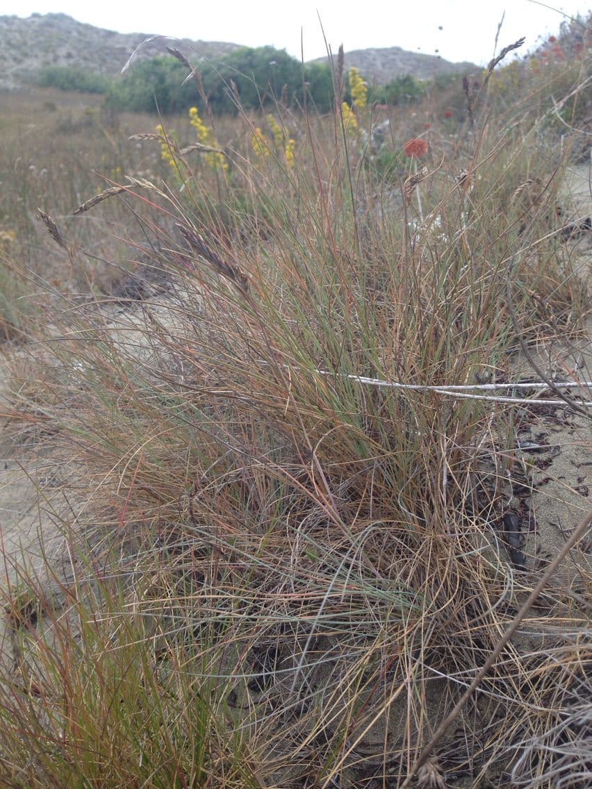 Festuca rossa 12