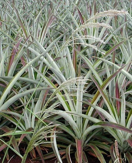 Sourgrass 11