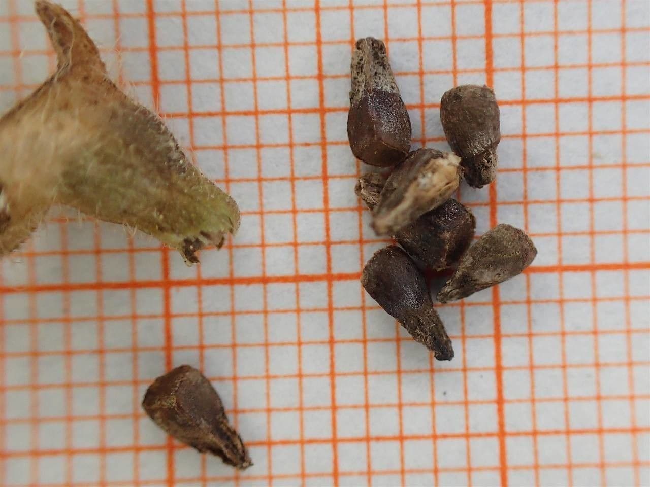 Ortiga gialla 29