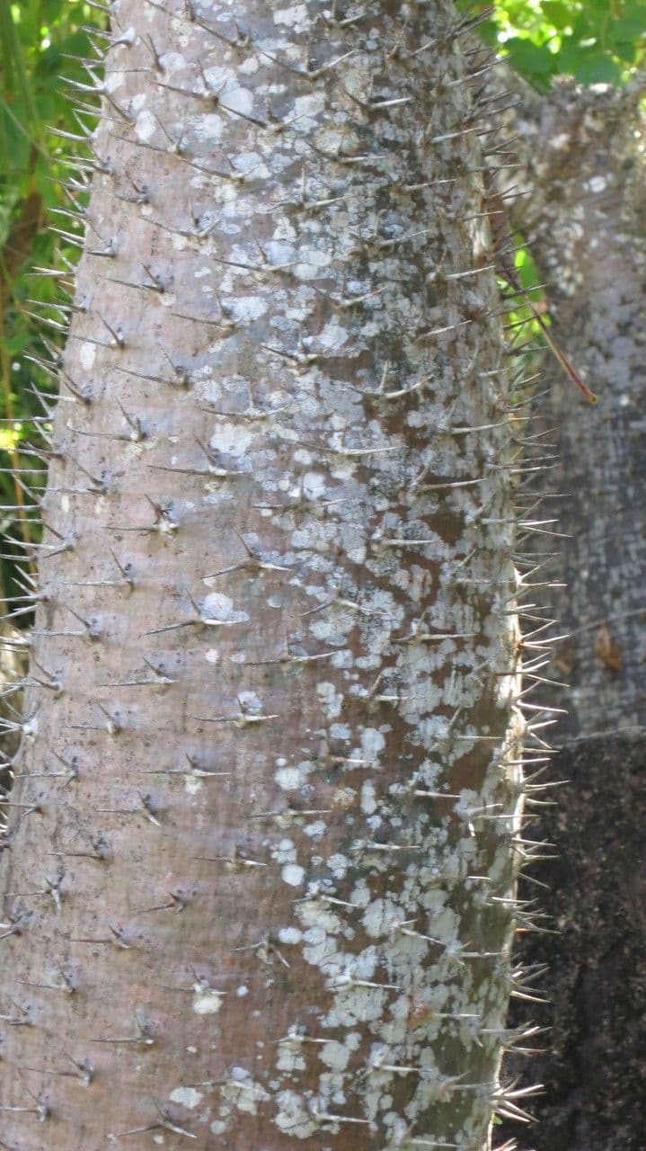 Madagaskar-Palme 22