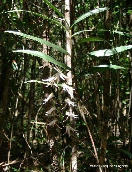 Dendrobium 14