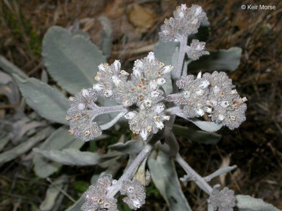 Yerba santa 5