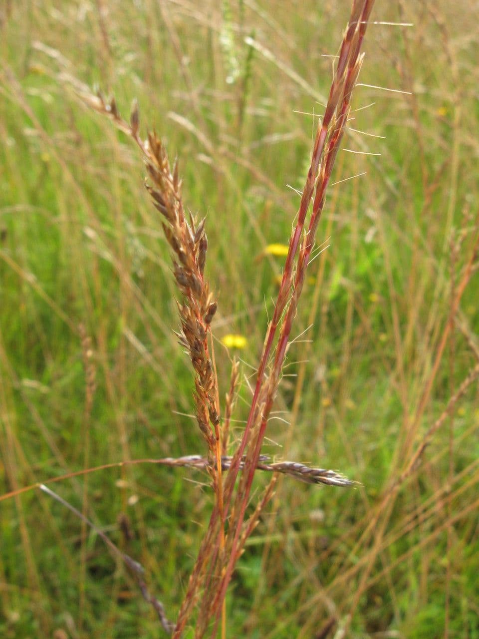 Grannenhafer 3