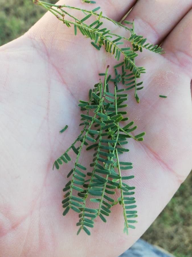Mesquite 2
